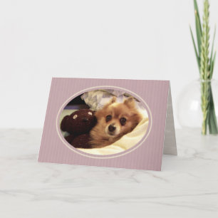 Pomeranian Get well Card Kort