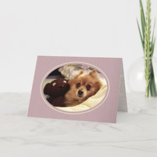 Pomeranian Get well Card Kort