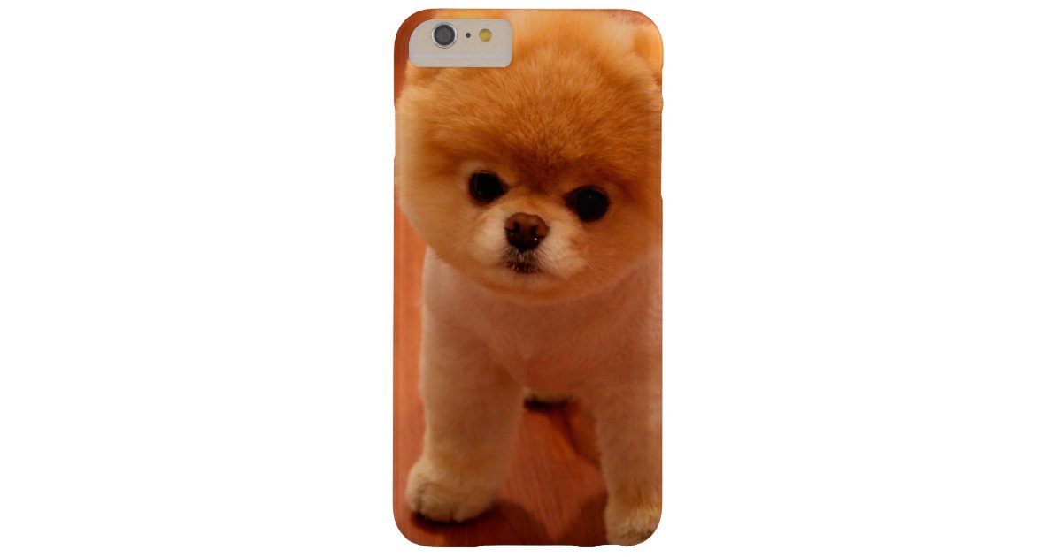 Pom Hund