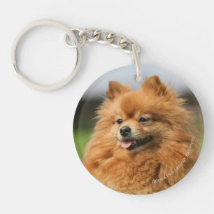 Pomeranian hålla ögonen på