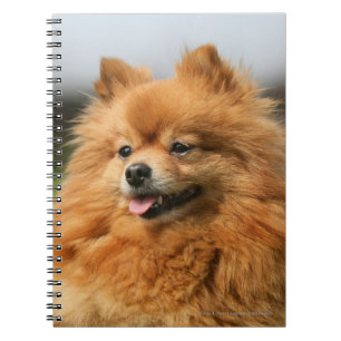 Pomeranian hålla ögonen på anteckningsbok med spiral