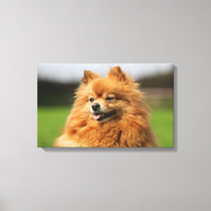 Pomeranian hålla ögonen på canvastryck