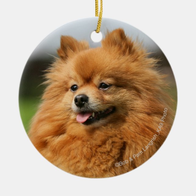 Pomeranian hålla ögonen på julgransprydnad keramik (Framsidan)