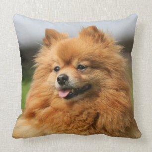 Pomeranian hålla ögonen på kudde