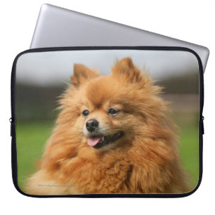 Pomeranian hålla ögonen på laptop fodral