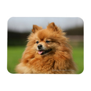 Pomeranian hålla ögonen på magnet