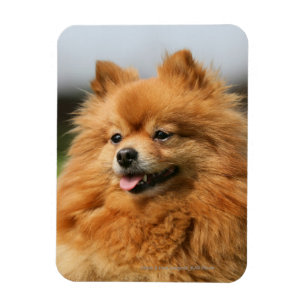 Pomeranian hålla ögonen på magnet