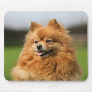 Pomeranian hålla ögonen på musmatta