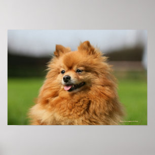 Pomeranian hålla ögonen på poster