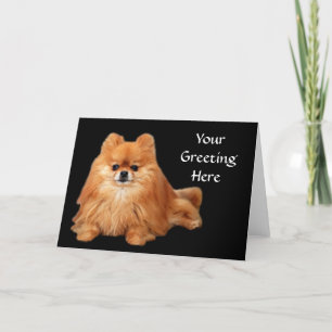 Pomeranian hälsningkort kort