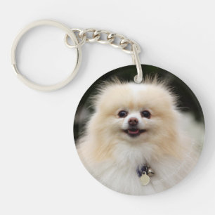 Pomeranian Headshot 1