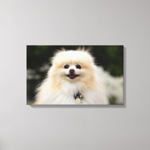 Pomeranian Headshot 1 Canvastryck