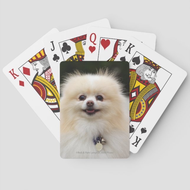 Pomeranian Headshot 1 Casinokort (Baksidan)