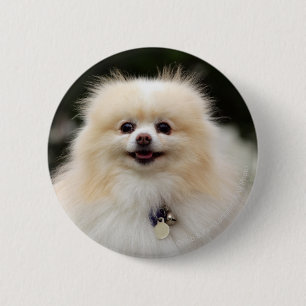 Pomeranian Headshot 1 Knapp