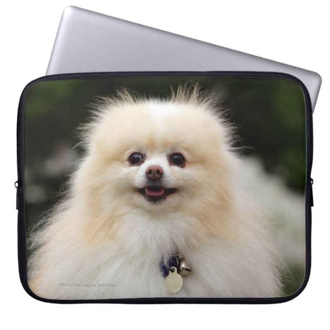 Pomeranian Headshot 1 Laptop Sleeve (Framsidan)