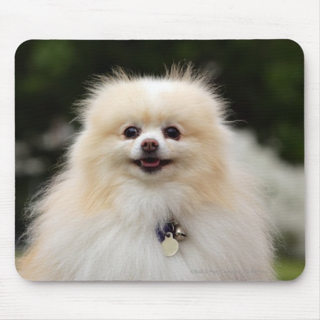 Pomeranian Headshot 1 Musmatta (Framsidan)