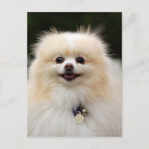Pomeranian Headshot 1 Vykort