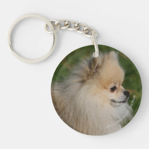 Pomeranian Headshot 2