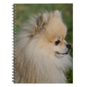 Pomeranian Headshot 2 Anteckningsbok Med Spiral