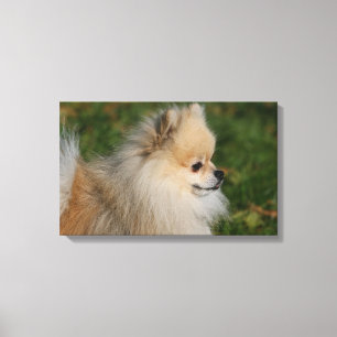 Pomeranian Headshot 2 Canvastryck