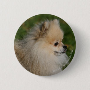 Pomeranian Headshot 2 Knapp