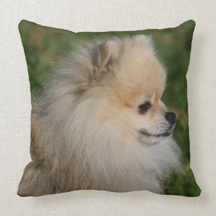 Pomeranian Headshot 2 Kudde