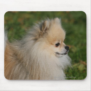 Pomeranian Headshot 2 Musmatta