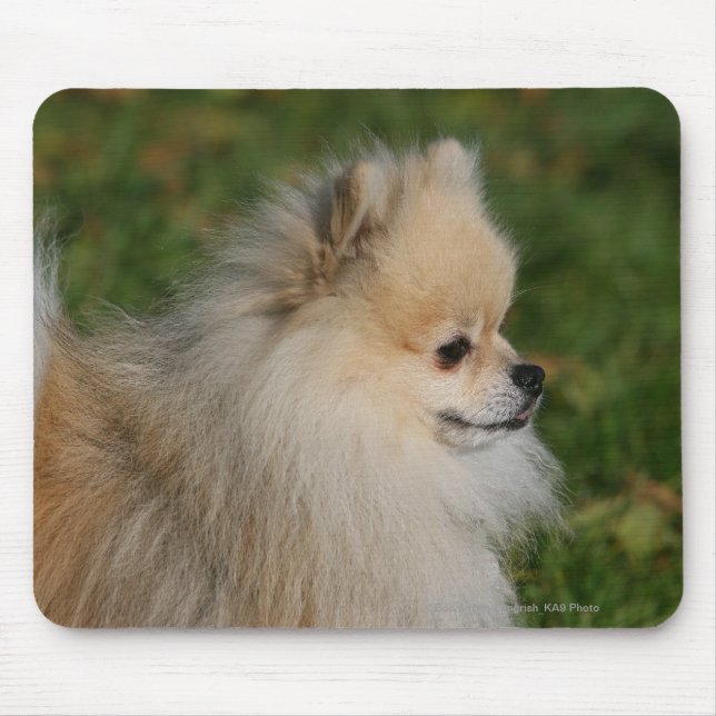 Pomeranian Headshot 2 Musmatta (Framsidan)
