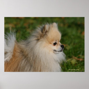 Pomeranian Headshot 2 Poster