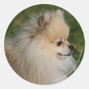Pomeranian Headshot 2 Runt Klistermärke