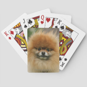 Pomeranian Headshot Looking at Camera Spel Kort