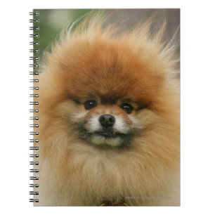 Pomeranian Headshot tittar kamera Anteckningsbok