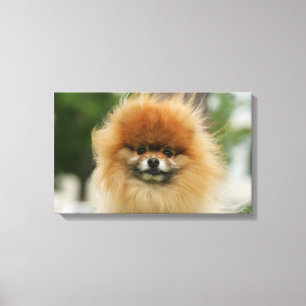 Pomeranian Headshot tittar kamera Canvastryck