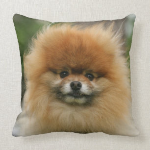 Pomeranian Headshot tittar kamera Kudde