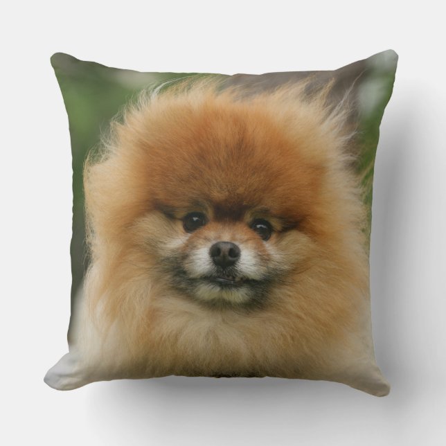 Pomeranian Headshot tittar kamera Kudde (Framsida)