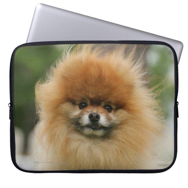 Pomeranian Headshot tittar kamera Laptop Fodral (Framsidan)