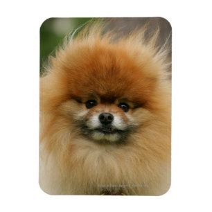 Pomeranian Headshot tittar kamera Magnet