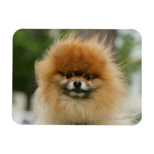 Pomeranian Headshot tittar kamera Magnet