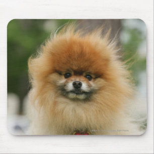 Pomeranian Headshot tittar kamera Musmatta