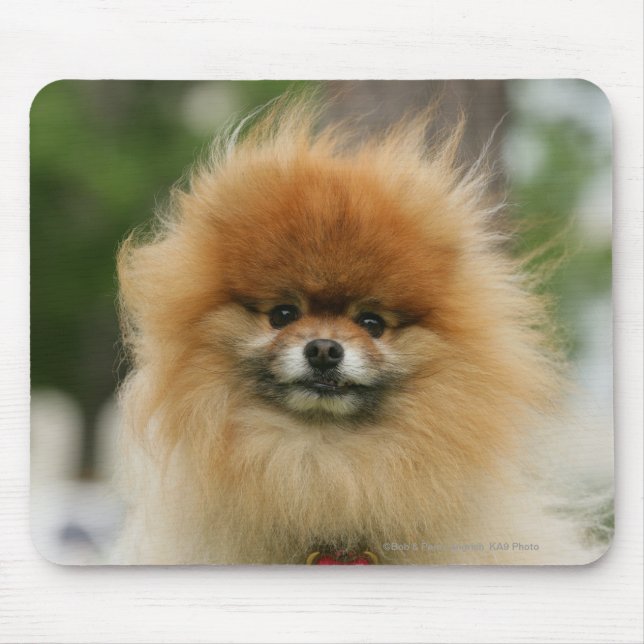 Pomeranian Headshot tittar kamera Musmatta (Framsidan)