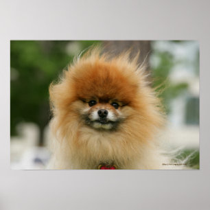 Pomeranian Headshot tittar kamera Poster