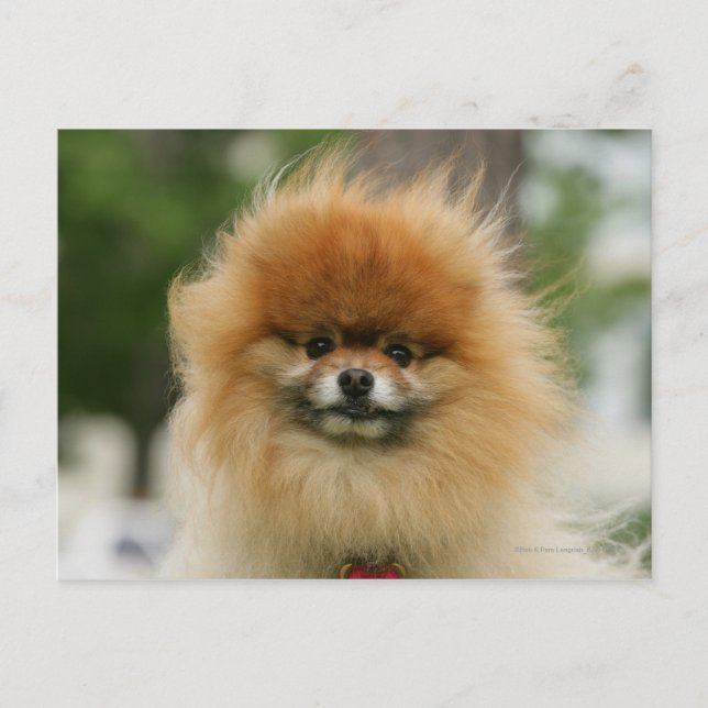 Pomeranian Headshot tittar kamera Vykort (Framsida)