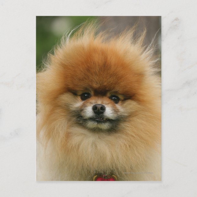 Pomeranian Headshot tittar kamera Vykort (Framsida)