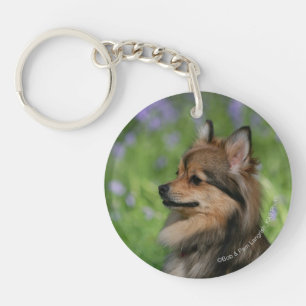 Pomeranian Headshotsitta