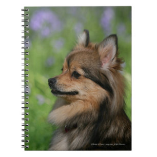 Pomeranian Headshotsitta Anteckningsbok