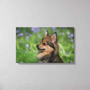 Pomeranian Headshotsitta Canvastryck