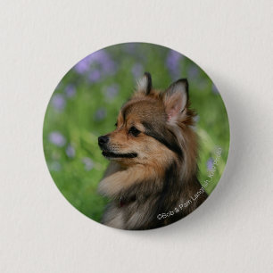 Pomeranian Headshotsitta Knapp