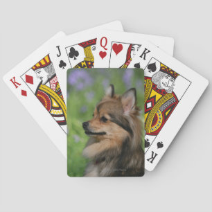 Pomeranian Headshotsitta Kortlek