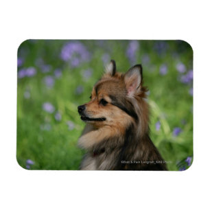 Pomeranian Headshotsitta Magnet