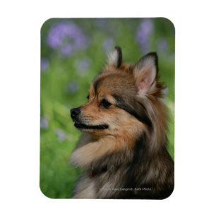 Pomeranian Headshotsitta Magnet